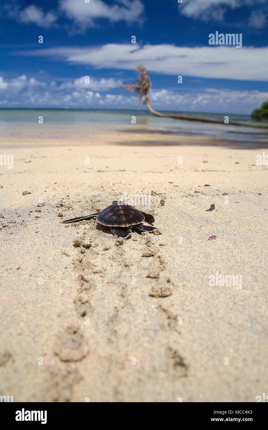 Una bebé recién nacida, tortuga verde Chelonia mydas, una especie en peligro de extinción, hace su camino a través de la playa del océano frente a la costa de la isla de Yap, MICR Foto de stock
