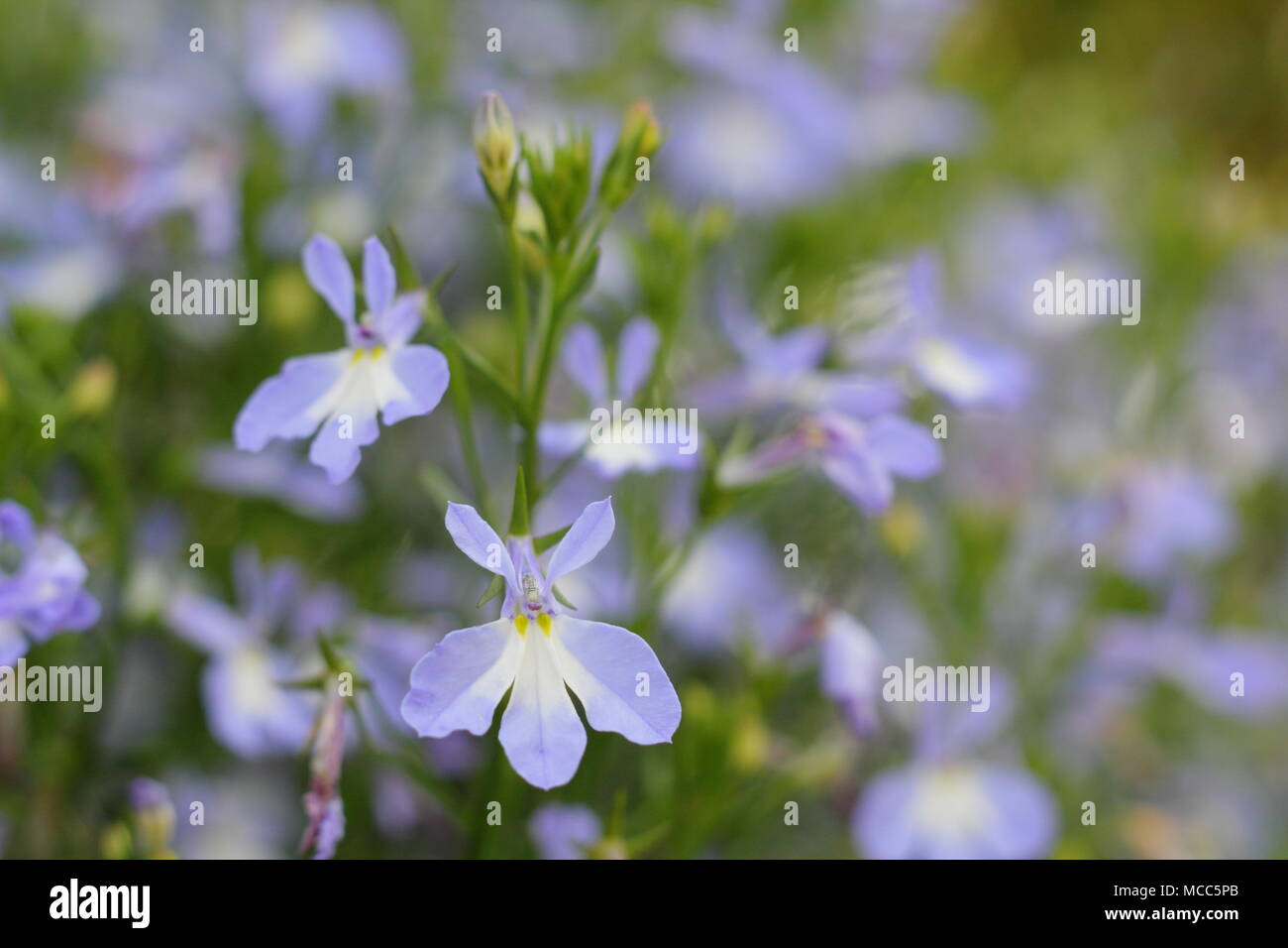 Lobelia erinus azul cascada 'niebla'. Lobelia 'niebla' Azure (Cascada serries), florece en una cesta colgante en un jardín inglés, a finales de verano, REINO UNIDO Foto de stock