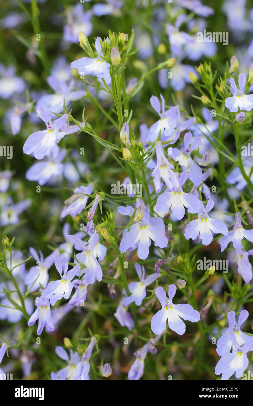 Lobelia erinus azul cascada 'niebla'. Lobelia 'niebla' Azure (Cascada serries), florece en una cesta colgante en un jardín inglés, a finales de verano, REINO UNIDO Foto de stock