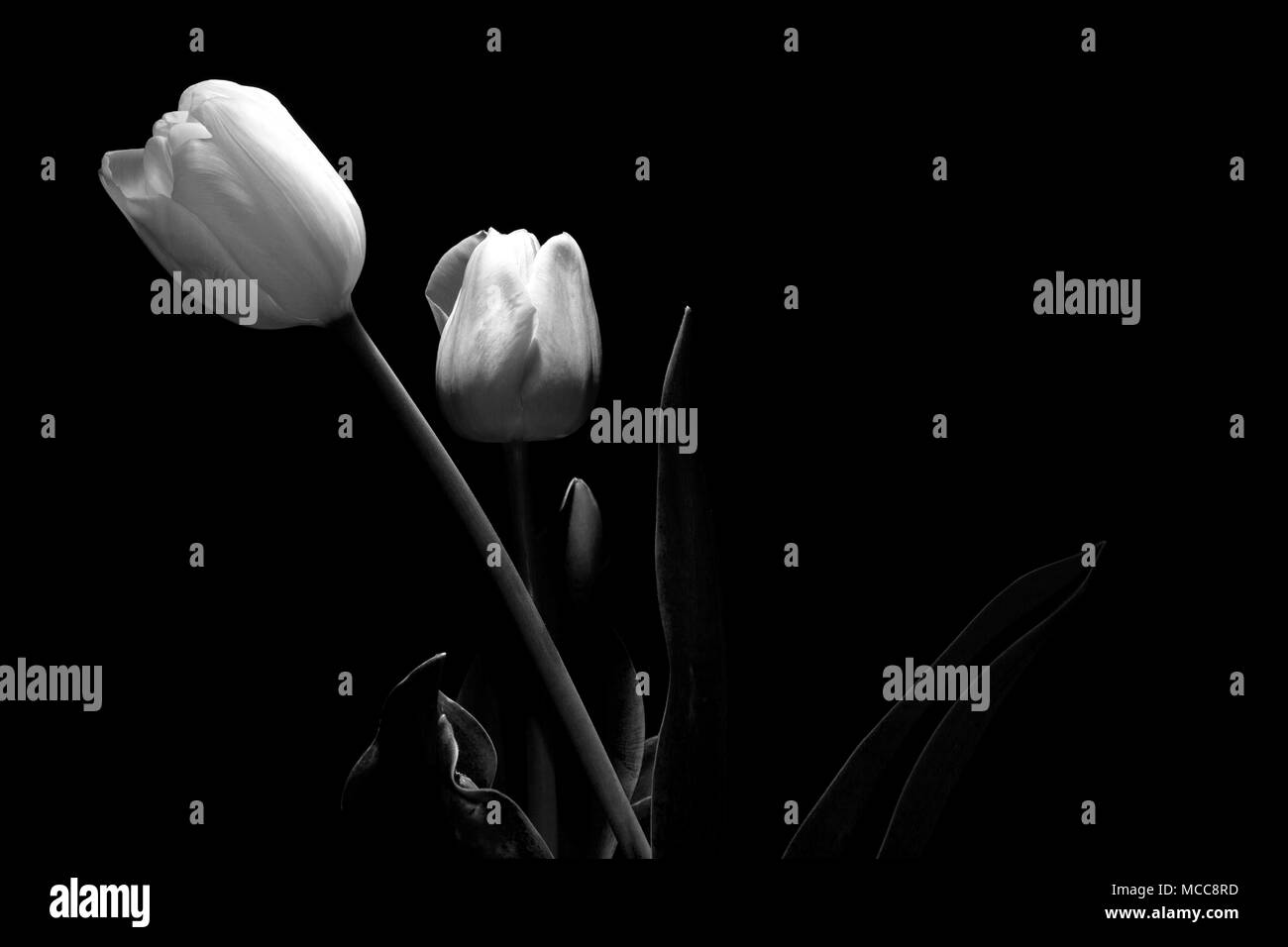 Dos Tulipán Negro En Flores Fotos, retratos, imágenes y fotografía