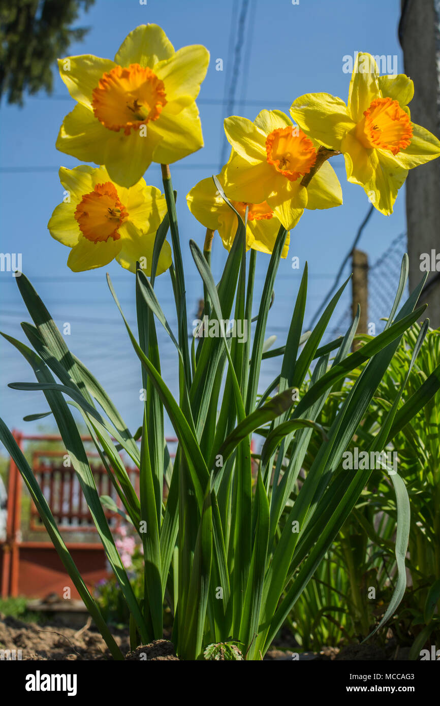 Flor Narciso flores amarillas. Las flores de la Primavera, flores en el  jardín en primavera narciso flores Fotografía de stock - Alamy