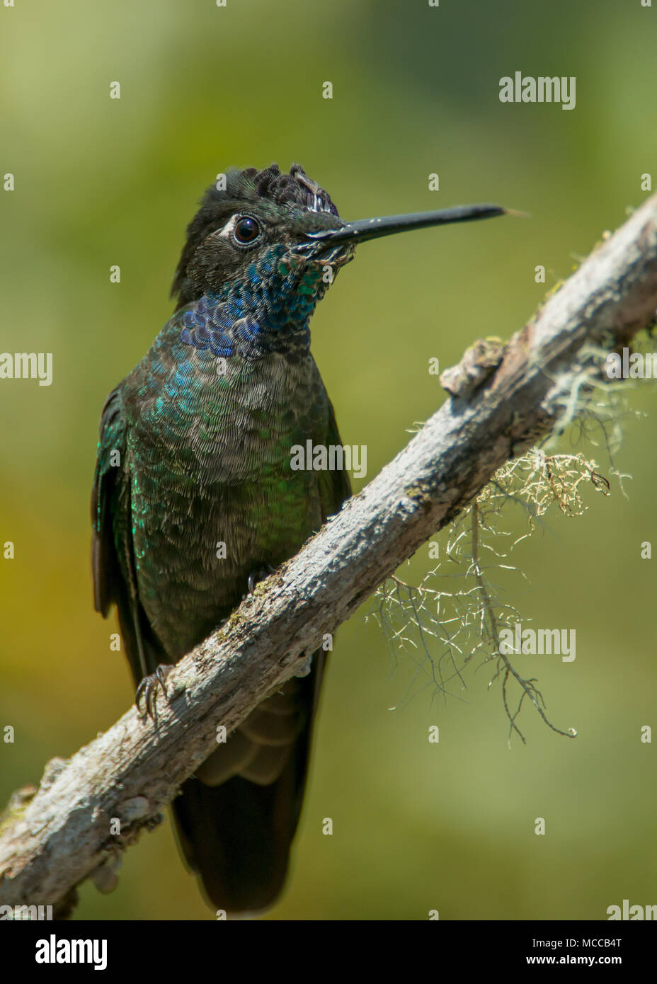 Magníficos colibríes fotografías e imágenes de alta resolución - Alamy