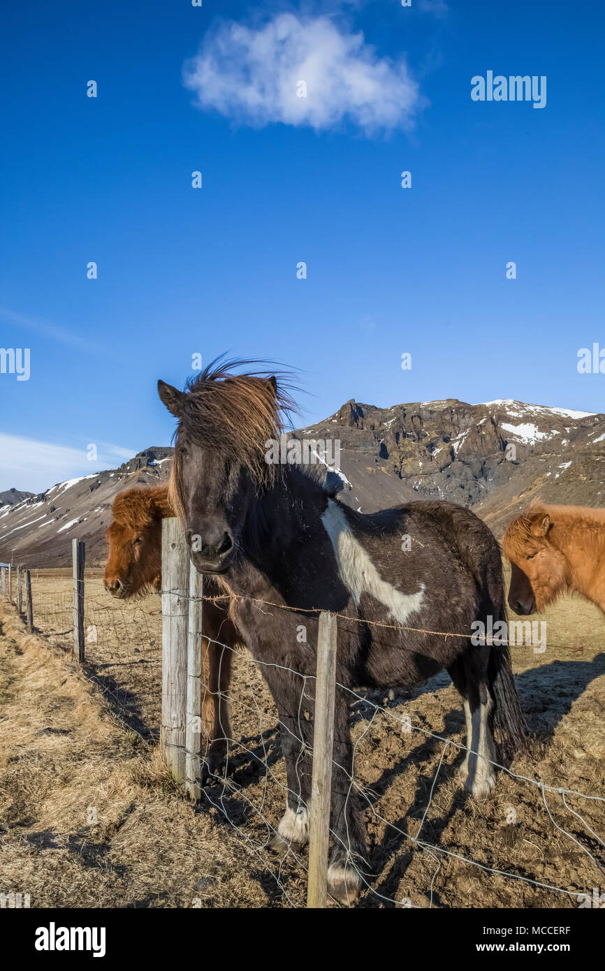 Caballos islandeses, una peculiar raza conocida por su rusticidad