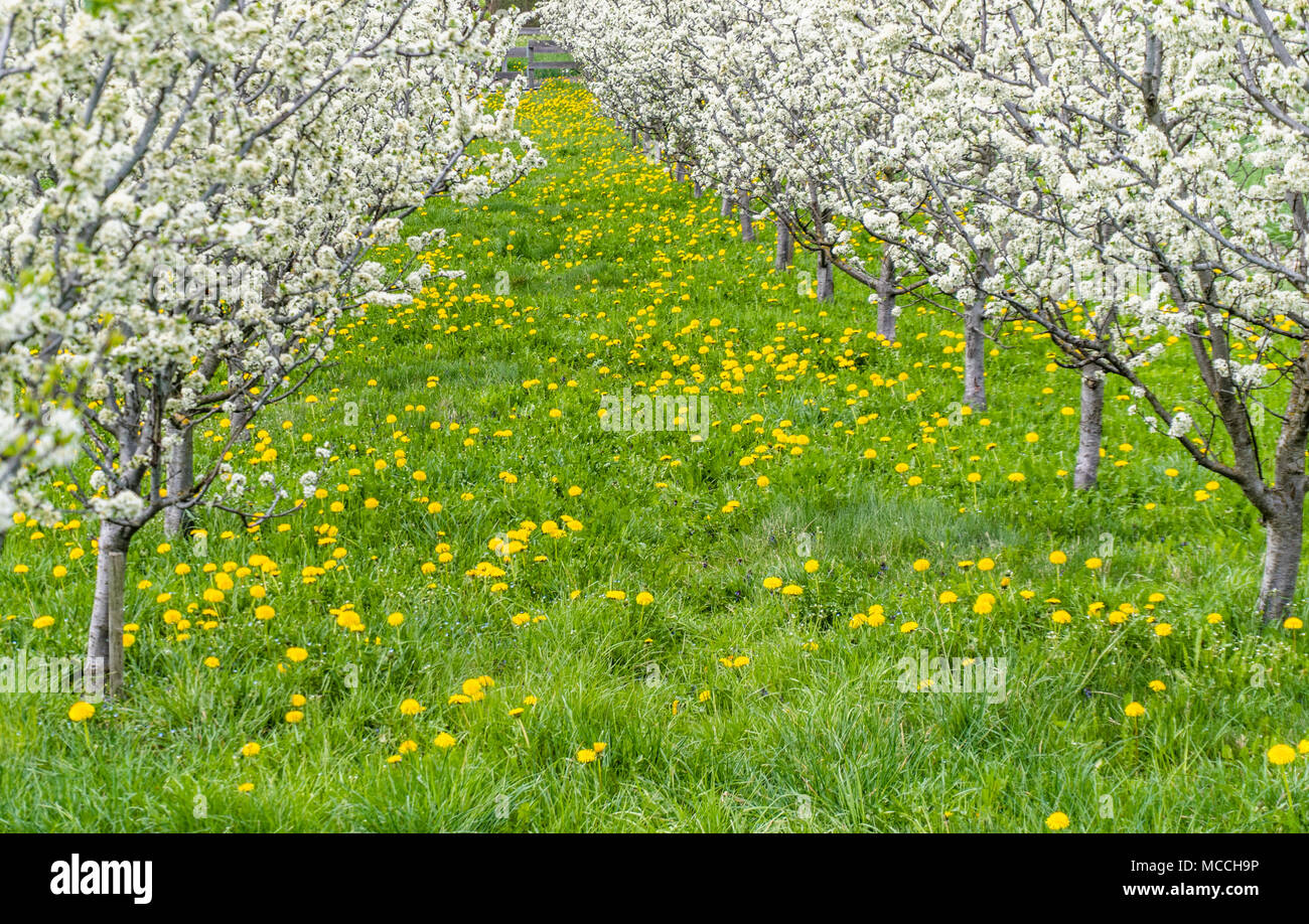 Hermosa joven florecientes árboles frutales en un huerto con flores  amarillas sobre una pradera verde Fotografía de stock - Alamy