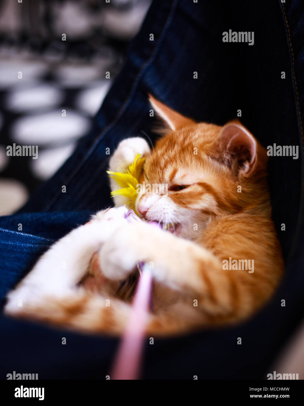 Jugando con el jengibre Dimmy cat. Foto de stock