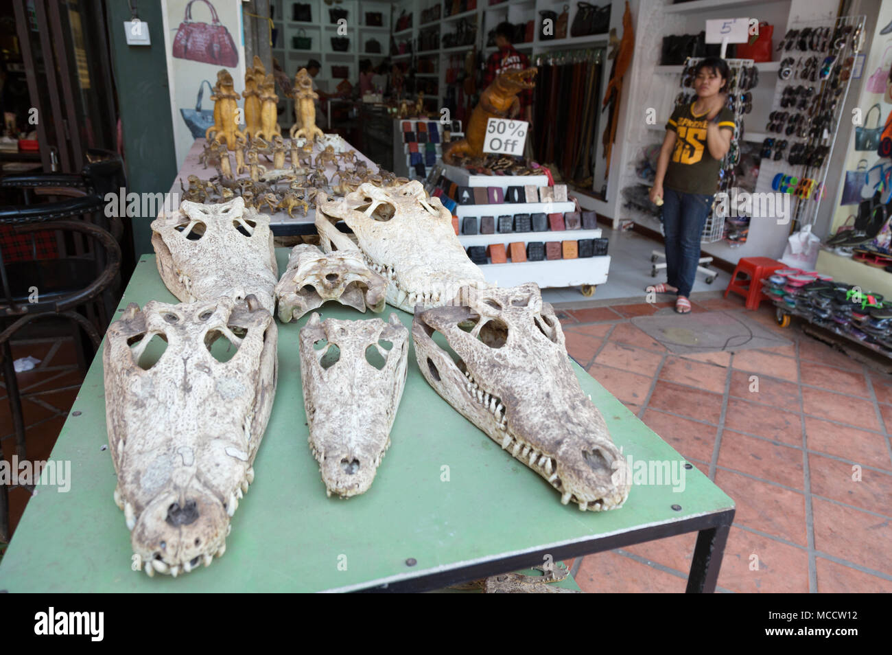 Cráneos de cocodrilo fotografías e imágenes de alta resolución - Alamy