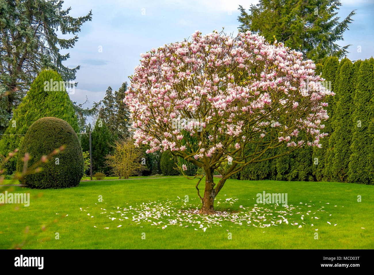 árbol de magnolia púrpura fotografías e imágenes de alta resolución - Alamy
