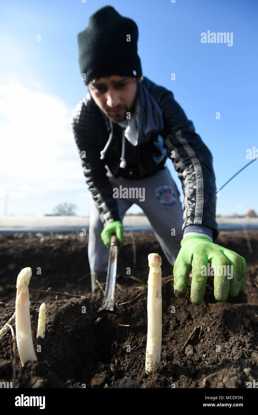 Chlumin, República Checa. 14 abr, 2018. Trabajador agrícola de temporada cosechas espárragos sobre un terreno de una granja en Chlumin, República Checa, 14 de abril de 2018. Crédito: Ondrej Deml/CTK Foto/Alamy Live News Foto de stock