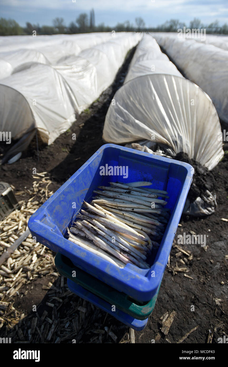 Chlumin, República Checa. 14 abr, 2018. Los trabajadores agrícolas de temporada de espárragos de cosecha en un campo de una granja en Chlumin, República Checa, 14 de abril de 2018. Crédito: Ondrej Deml/CTK Foto/Alamy Live News Foto de stock