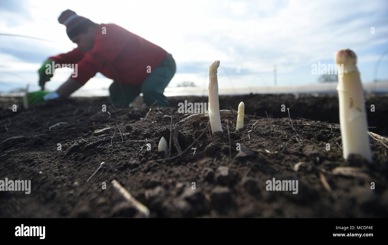 Chlumin, República Checa. 14 abr, 2018. Trabajador agrícola de temporada cosechas espárragos sobre un terreno de una granja en Chlumin, República Checa, 14 de abril de 2018. Crédito: Ondrej Deml/CTK Foto/Alamy Live News Foto de stock