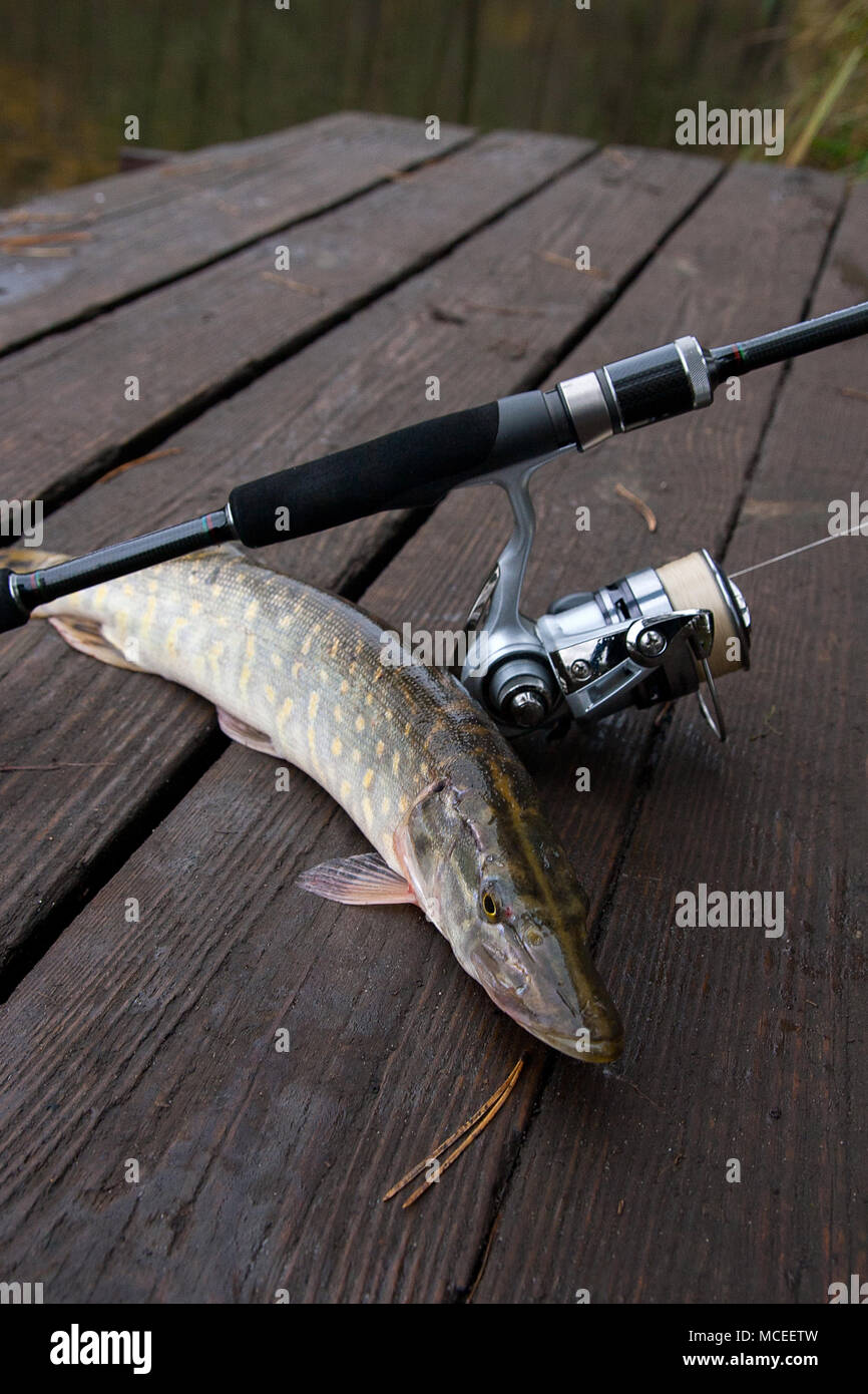 Caña de pescar lucio fotografías e imágenes de alta resolución - Alamy
