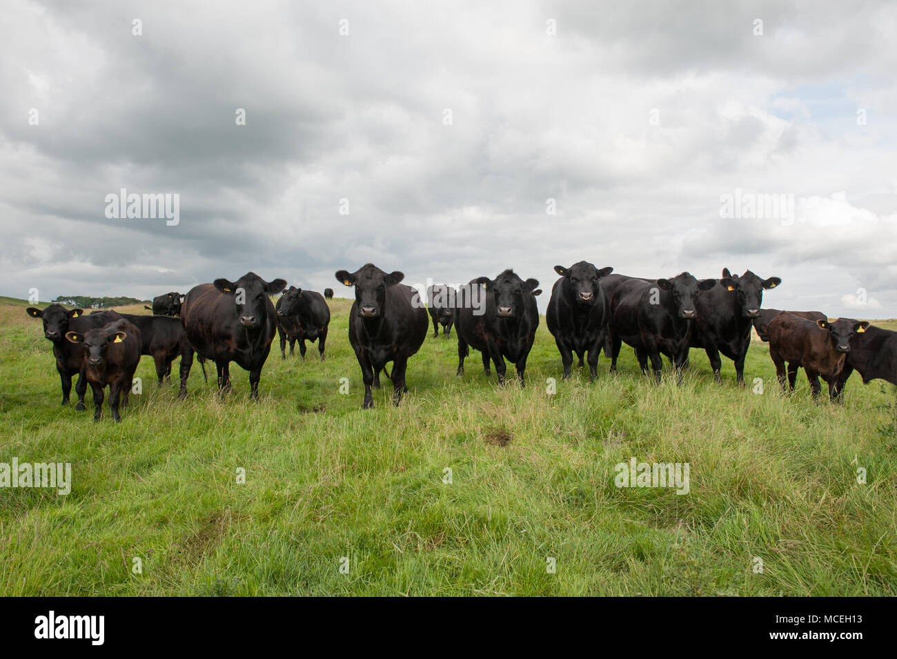 Aberdeen Angus Negro Pedigree pedigree vacas y terneros Aberdeen Angus negro pastan en Northumberland. Foto de stock