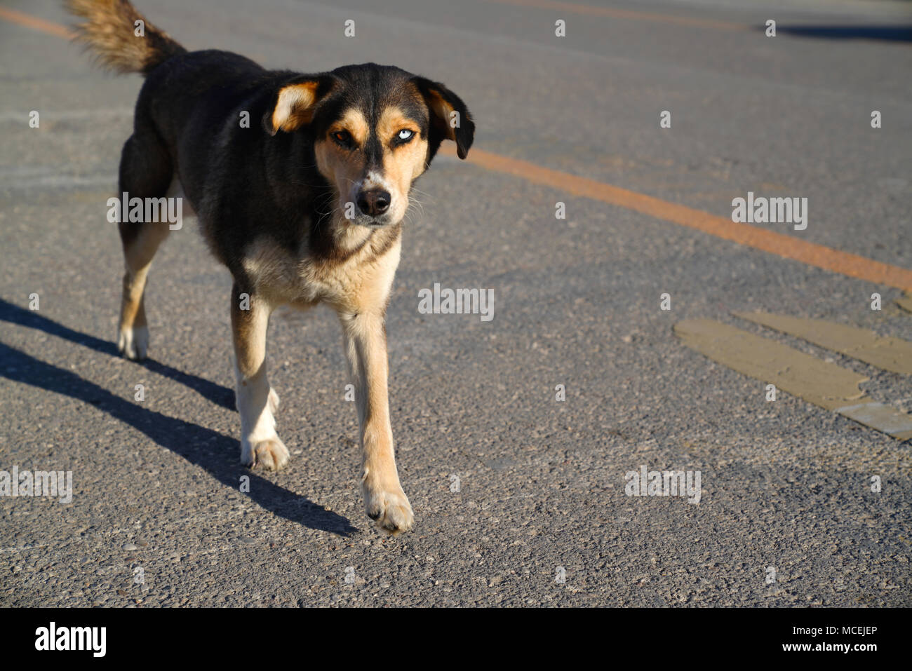 Perro callejero con dos ojos de diferente color caminar sobre asfalto  Fotografía de stock - Alamy