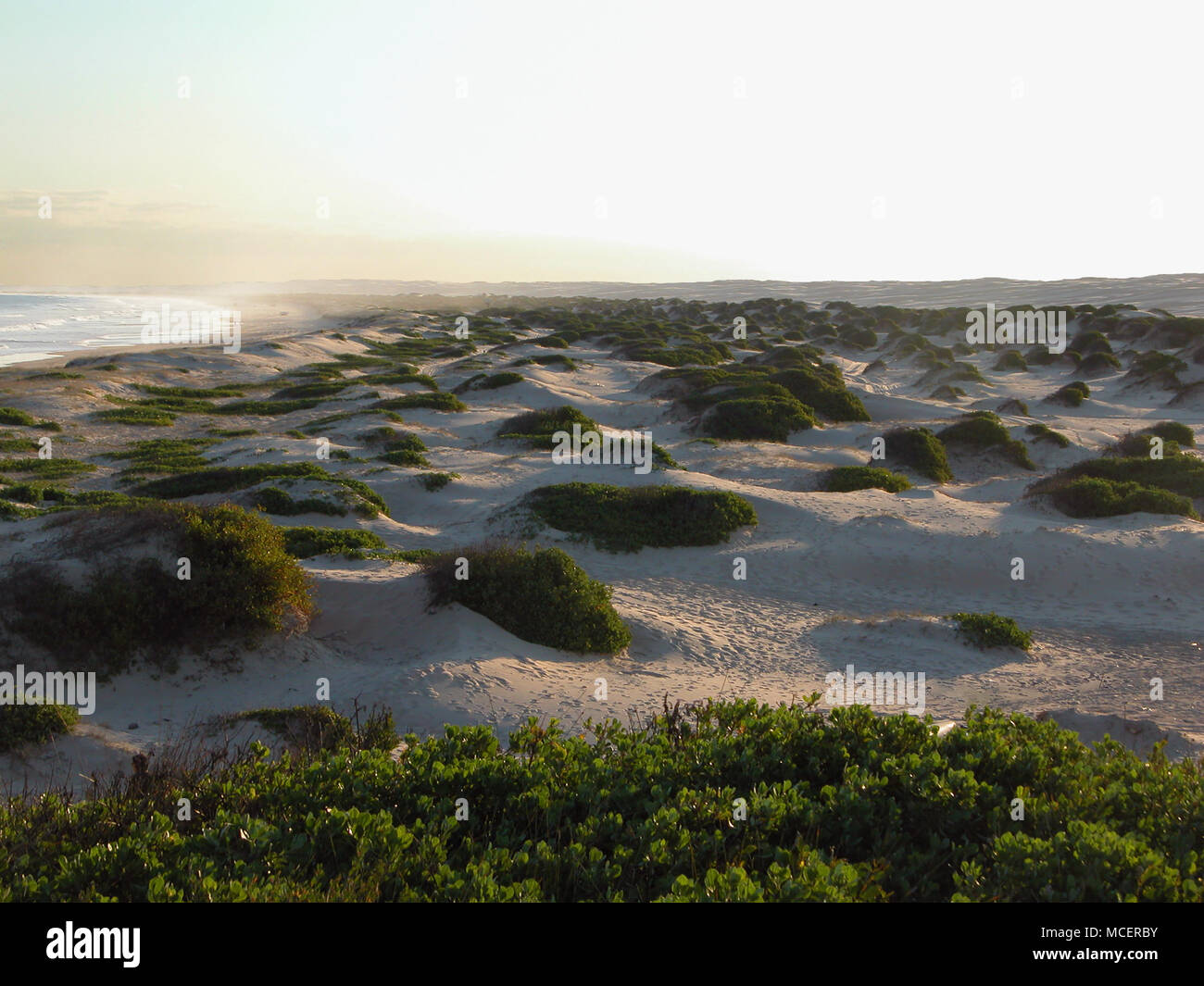 Las famosas dunas de arena de Playa Stockton desde Anna Bay, Nueva Gales del Sur, Australia Foto de stock