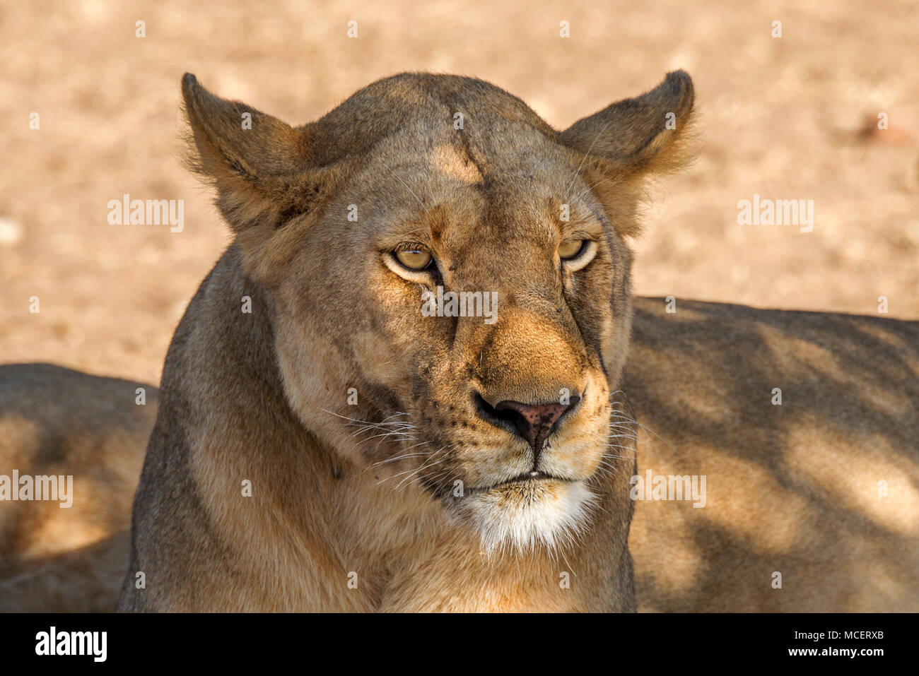 Hembra León (Panthera leo) descansando en la sombra, el Parque nacional Serengeti, Tanzania Foto de stock