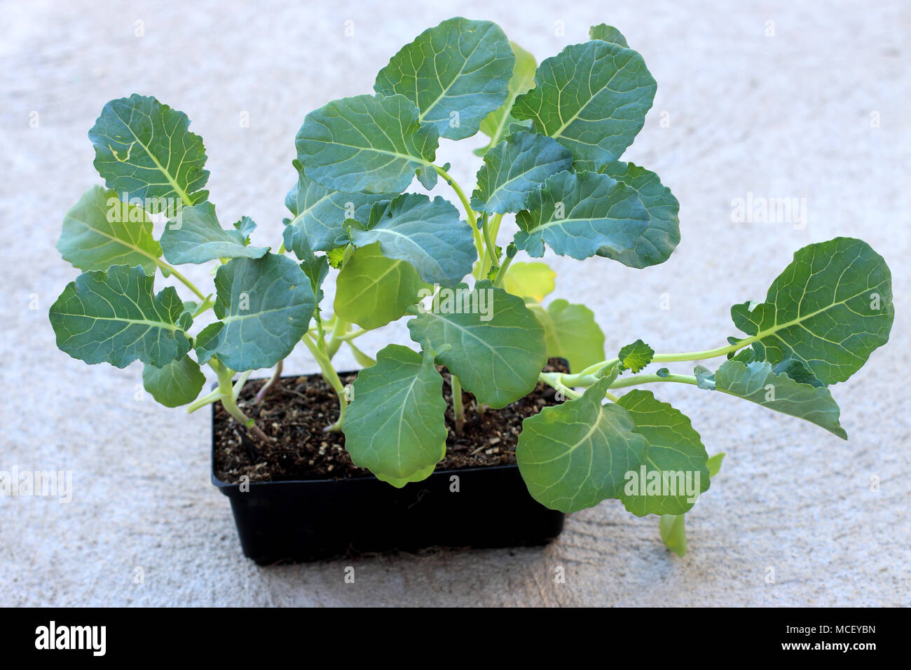 Pequeña planta de brócoli fotografías e imágenes de alta resolución - Alamy