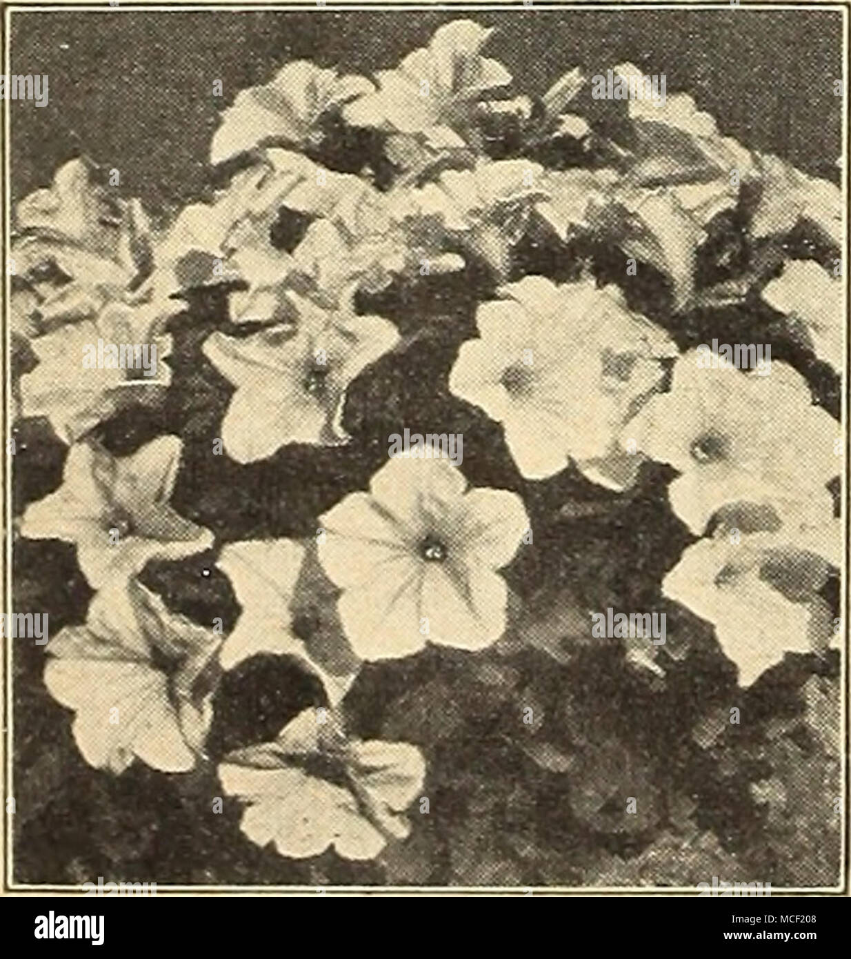 Petunia crema tres estrellas encantador Petunias recientes 3330 Estrella Crema extremadamente libre plantas de floración simplemente cubiertos por una multitud de flores de color blanco cremoso contundente en forma de estrella. Petunia crema tres estrellas encantador Petunias recientes 3330 Estrella Crema extremadamente libre plantas de floración simplemente cubiertos por una multitud de flores de color blanco cremoso contundente en forma de estrella.