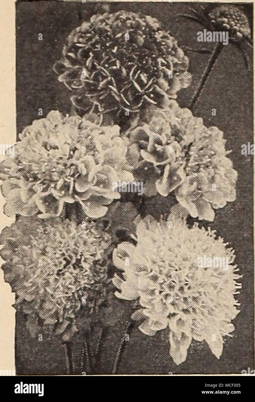 Dreer fiables de semillas de flores Large-Flowering Scabiosa mixtos -gran florecimiento anual ® V Scabiosa luto novia, dulce flor Acerico Scabious favorito universal porque es fácil de cultivar y Florece profusamente Dreer fiables de semillas de flores Large-Flowering Scabiosa mixtos -gran florecimiento anual ® V Scabiosa luto novia, dulce flor Acerico Scabious favorito universal porque es fácil de cultivar y Florece profusamente