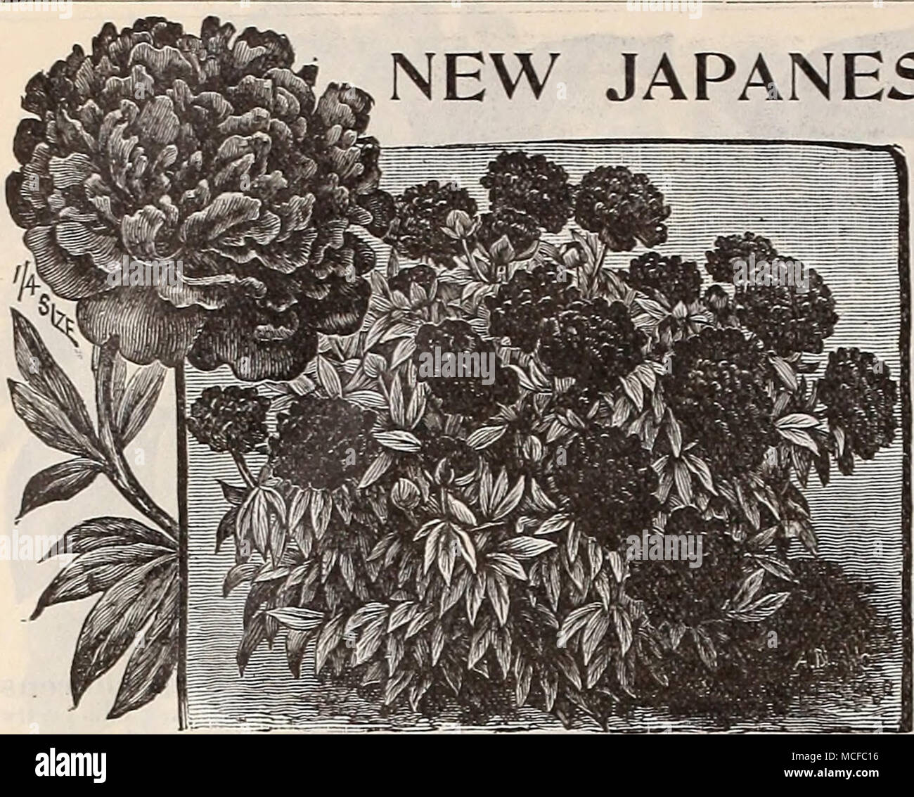 Nuevo árbol japonés peonías, estas son consideradas como la flor queers de  China y son los favoritos de las clases superiores en Japón. La  visualización de las flores en Japón es