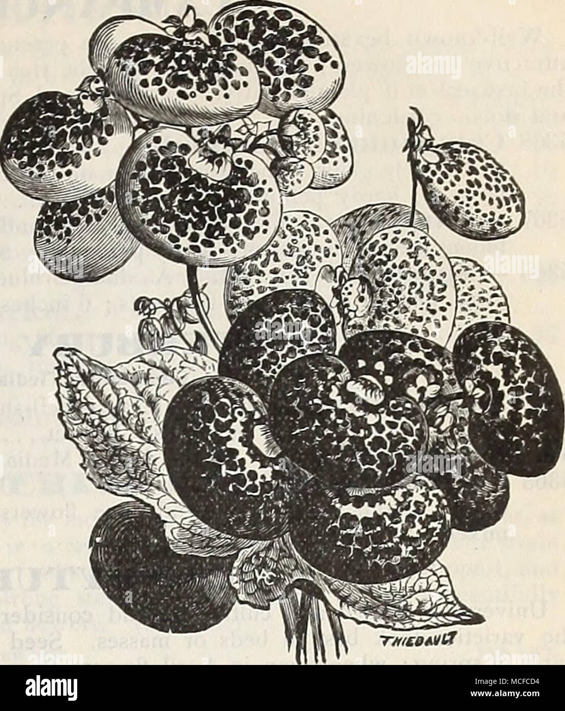 . -RmatnlX Calceolaria Hybrida Tigkina. Corte.) 20. 5353 Hybrida Grandi- flora Piimila coin- pacta. De enano, com- pacto, un sólido crecimiento, pro- ductoras enormes vigas de gran y variado brillante coloreado y manchada de flores ; 1 ft 5354 Kug-OSA, mezclado {^Arbustivos)--flor pequeña- ción de variedades para la ropa de cama; de los mejores colores; 1 ft. 3") 50 CAI^I^IRHOB. Un crecimiento anual muy bonita, de dos a tres pies de alto. Se comienza a florecer cuando era muy pequeña, y con- sigue existiendo una masa de florecen todo el verano. 5341 Calllrhoe Pedata. Crim ricos- Hijo, ojo blanco 5 Foto de stock