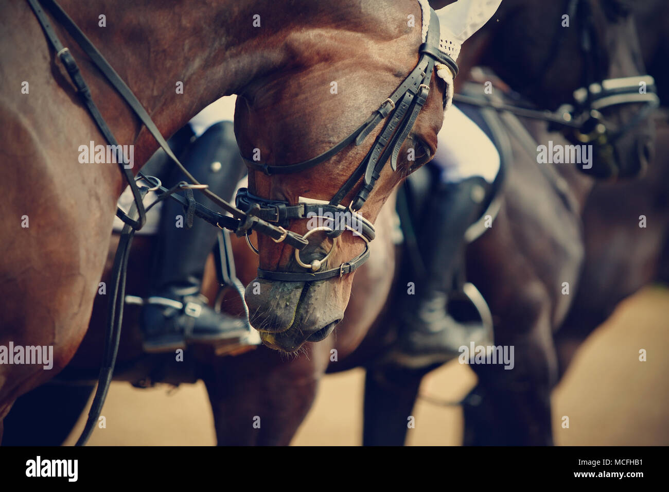 Caballos deportivos en municiones antes de las competiciones. Retrato de un semental de deportes. Cabalgando sobre un caballo. Caballo de pura sangre. Foto de stock