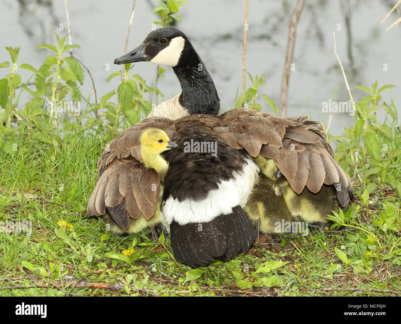 Canada goose shop mata animales