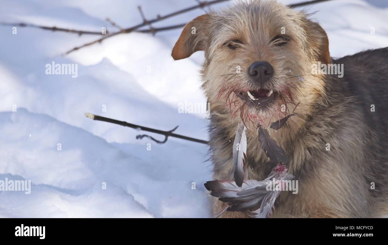 Dog with pigeon fotografías e imágenes de alta resolución - Alamy