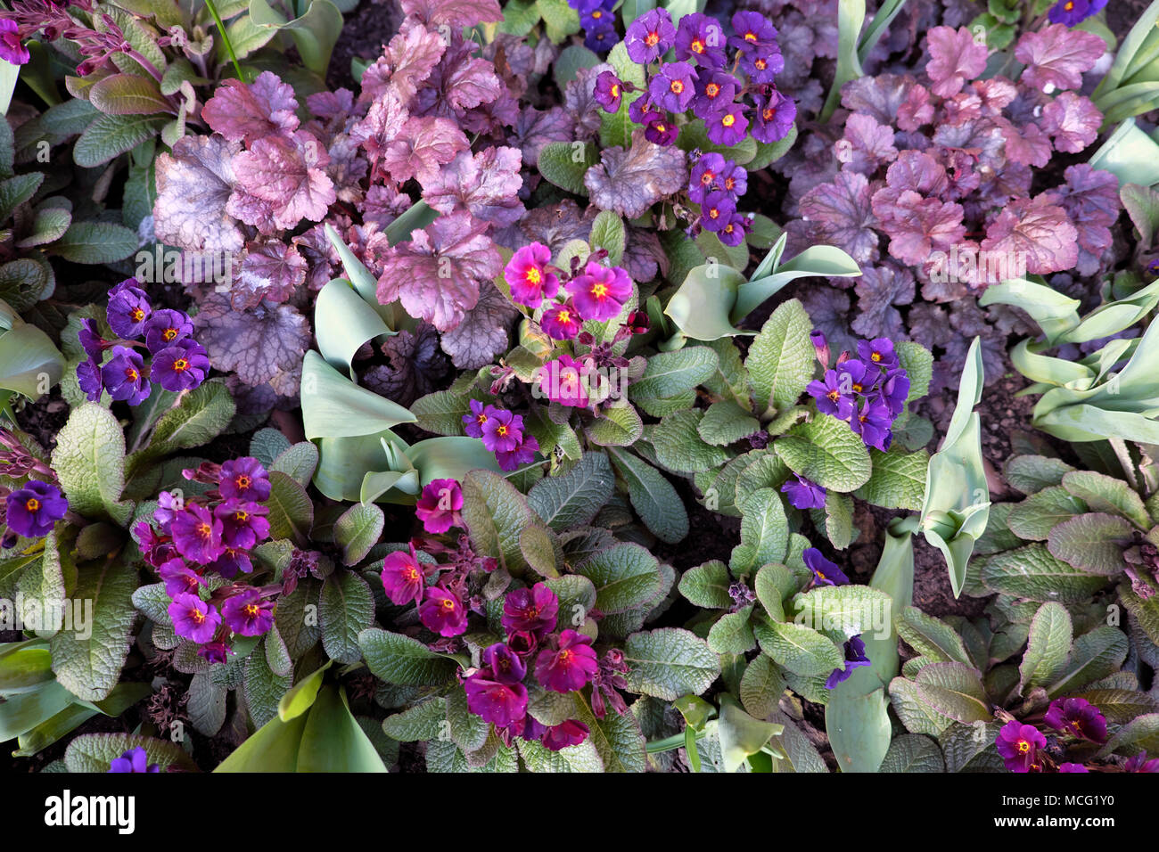 Plantas heuchera púrpura en flor creciendo junto con flores de polianthus púrpura y magenta en un jardín de primavera frontera Londres Inglaterra Reino Unido KATHY DEWITT Foto de stock