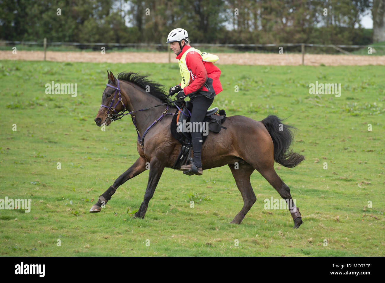 Hombre galopando un caballo en una carrera de resistencia, UK Foto de stock