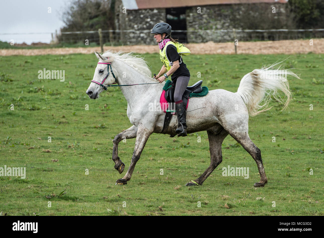 Señora galopando un caballo árabe en la carrera de resistencia Foto de stock