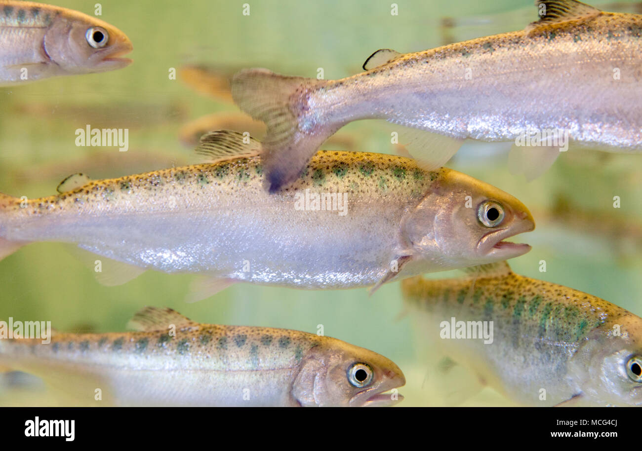 WA14300-00...WASHINGTON - Salmón Chinook alevines en el Acuario de Seattle. Foto de stock