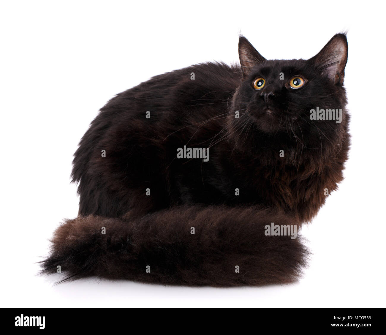 Gato Maine Coon negro con marrón largo cabello ondulado, situada en la  parte delantera Fotografía de stock - Alamy