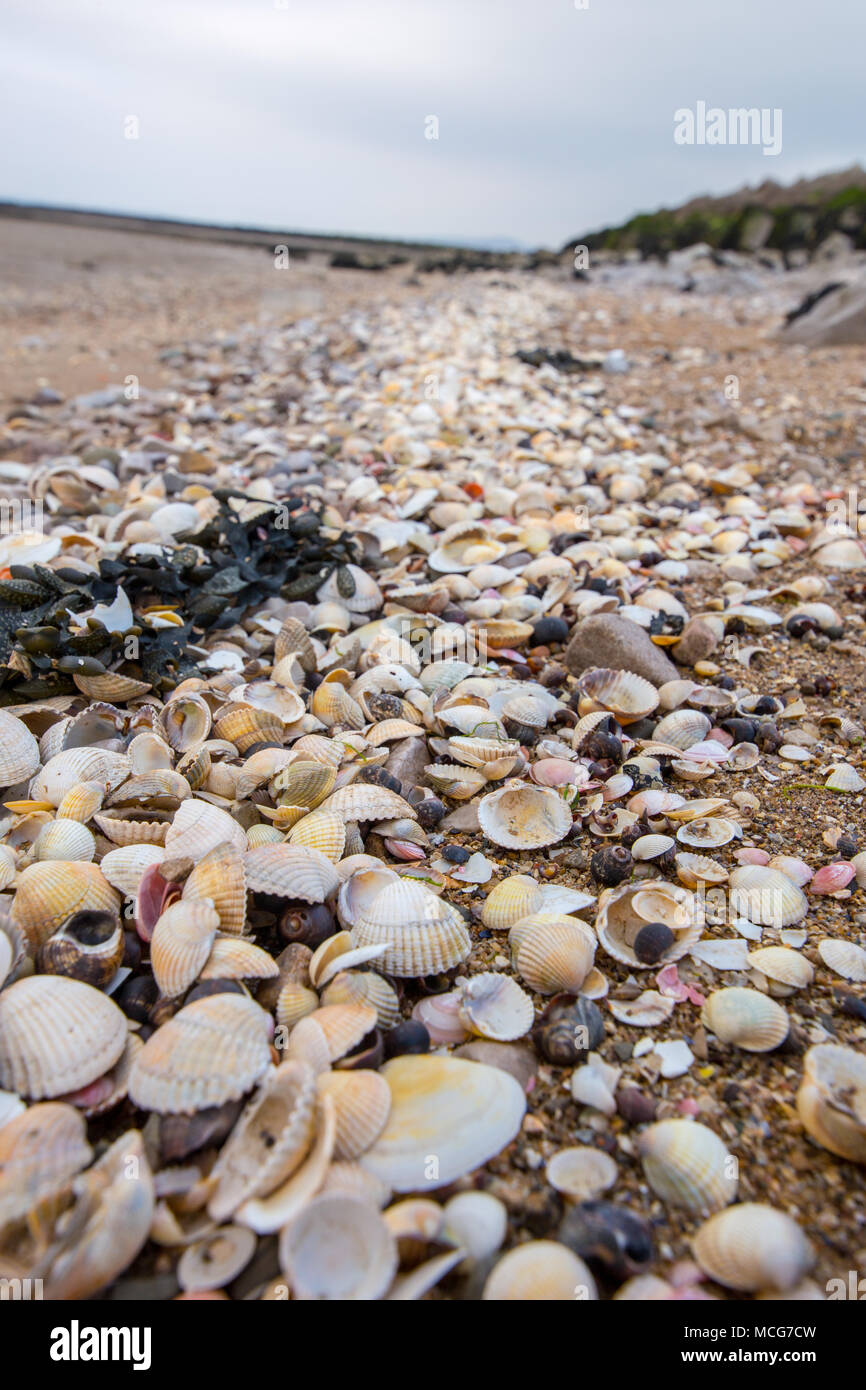 Un montón de conchas amontonadas en el borde de la playa tomada en la Bahía de Morecambe, Inglaterra, Reino Unido el 11 de abril de 2018 Foto de stock