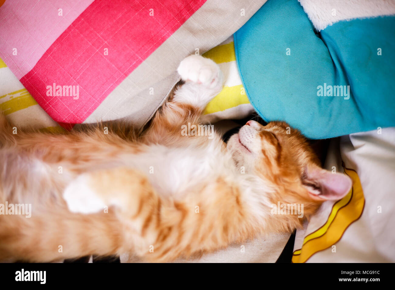 El jengibre Dimmy cat. Foto de stock