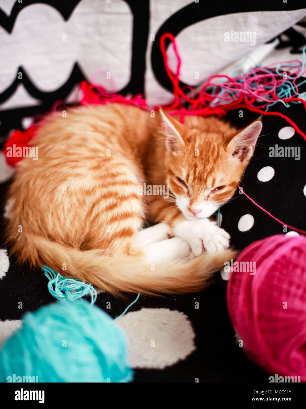 El jengibre Dimmy cat. Foto de stock