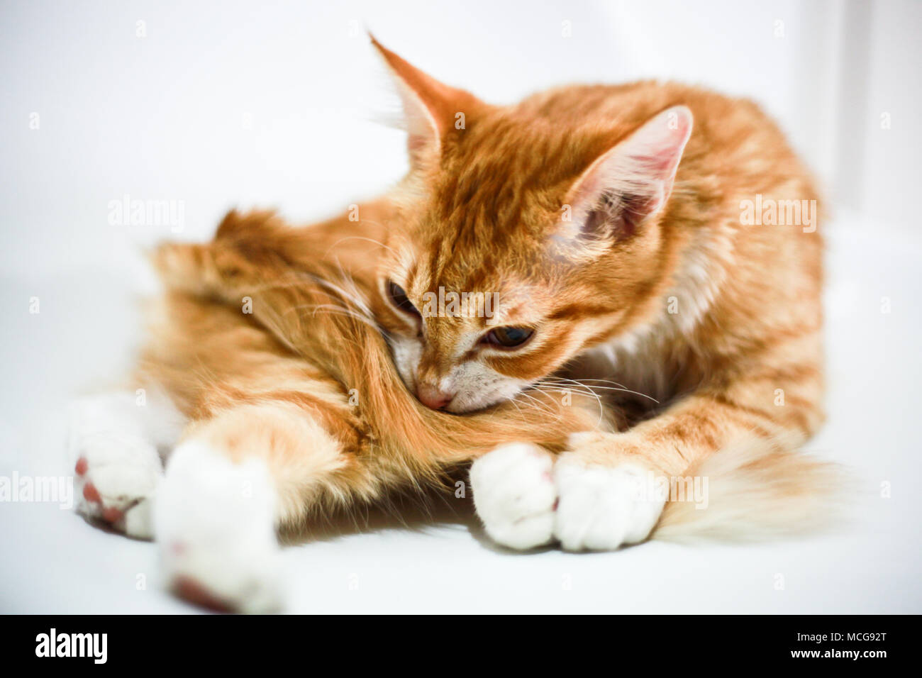 El jengibre Dimmy cat. Foto de stock