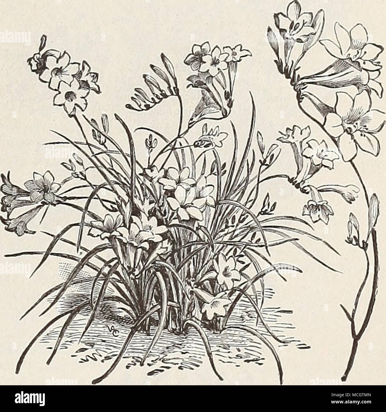 Otras Casa, jardín y bricolaje 15 Semillas Fresias Mixta Casa y jardín