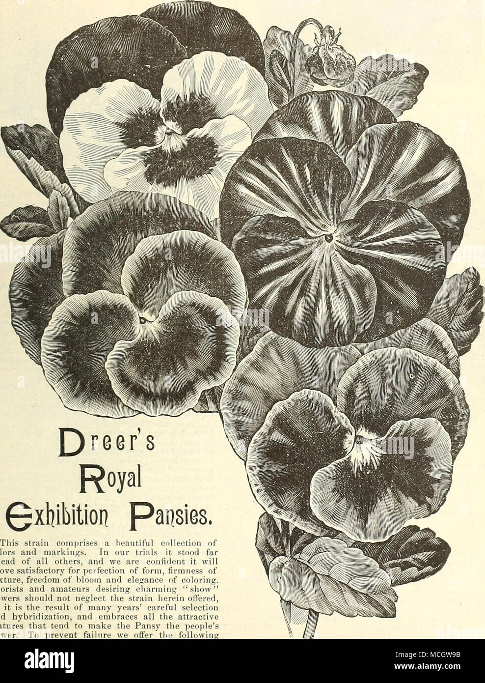 Dreer's Royal 3xl}ibition - Flores. Esta cepa incluye una hermosa colección  de colores y marcas. En nuestros ensayos se situó muy por delante de todos  los demás, y estamos seguros que