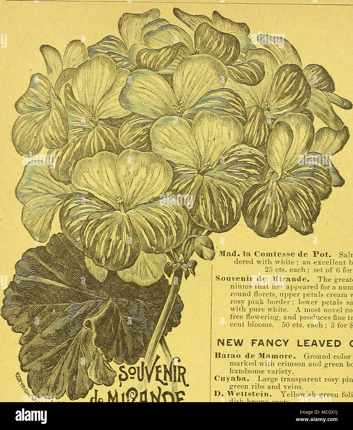 Ablanc Celwt Geranios Doble Nuevo Beaute Poiteviiie