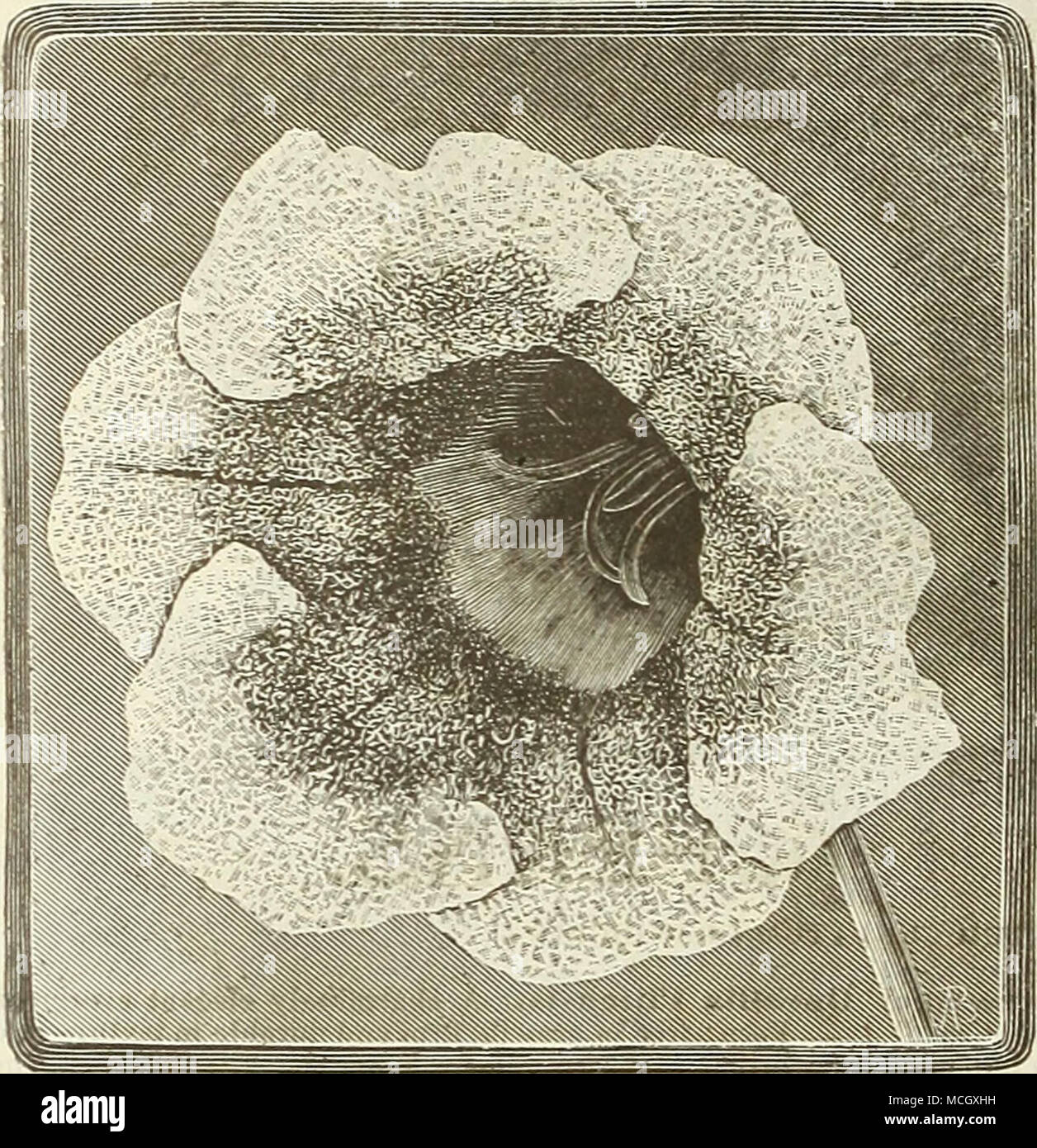 flujo amarillo verdoso