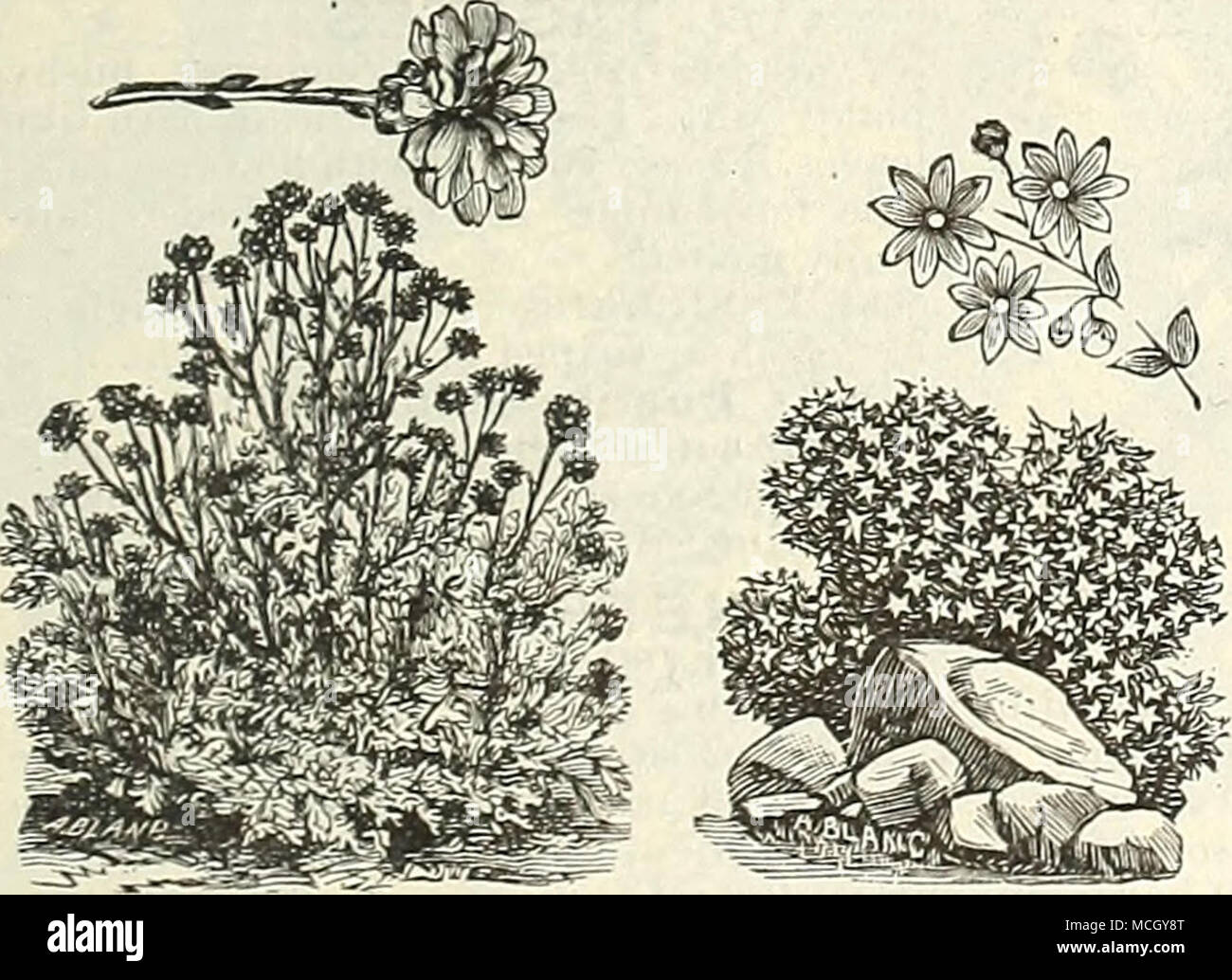 Senecio. Sedum. SEDUM. Una bonita y pequeña planta creciendo libremente en roca o rústico-trabajo, cestas colgantes, etc.; durante el verano se expanda sus brillantes flores en forma de estrella