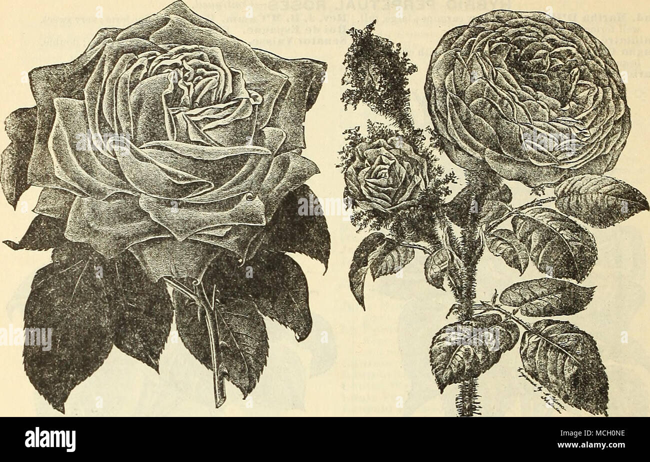 Profundo Rosa Con Flores Blancas el jardín inglés-libertad Emily silueta 