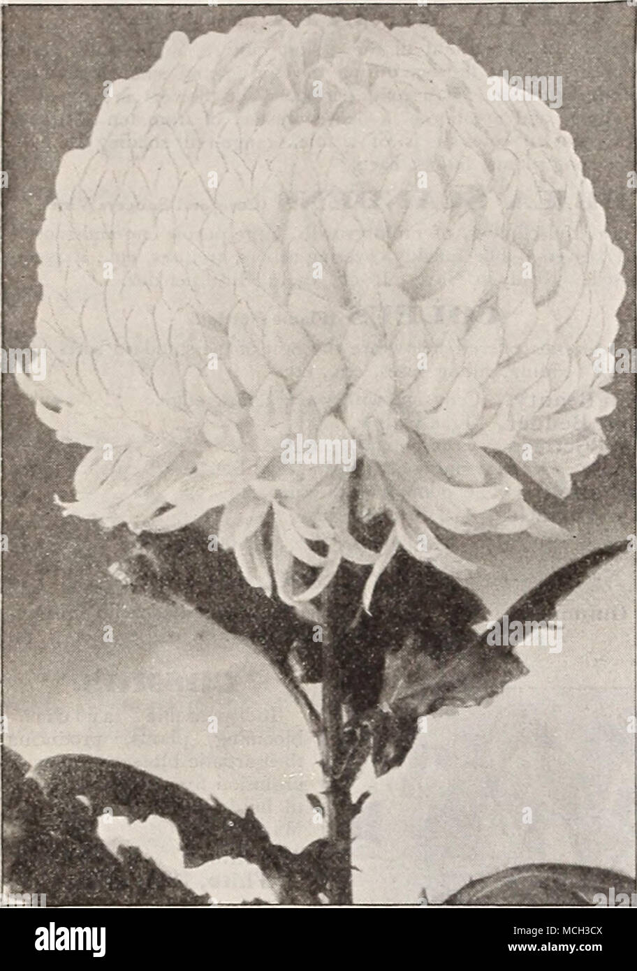 Exposición de crisantemo. Los crisantemos. Tres buenas nuevas variedades de  exposiciones. Javier Limón. Un espléndido, suave, agradable, y aunque rosa  de enoimous tamaño, es muy refinado y, en efecto, tiene un