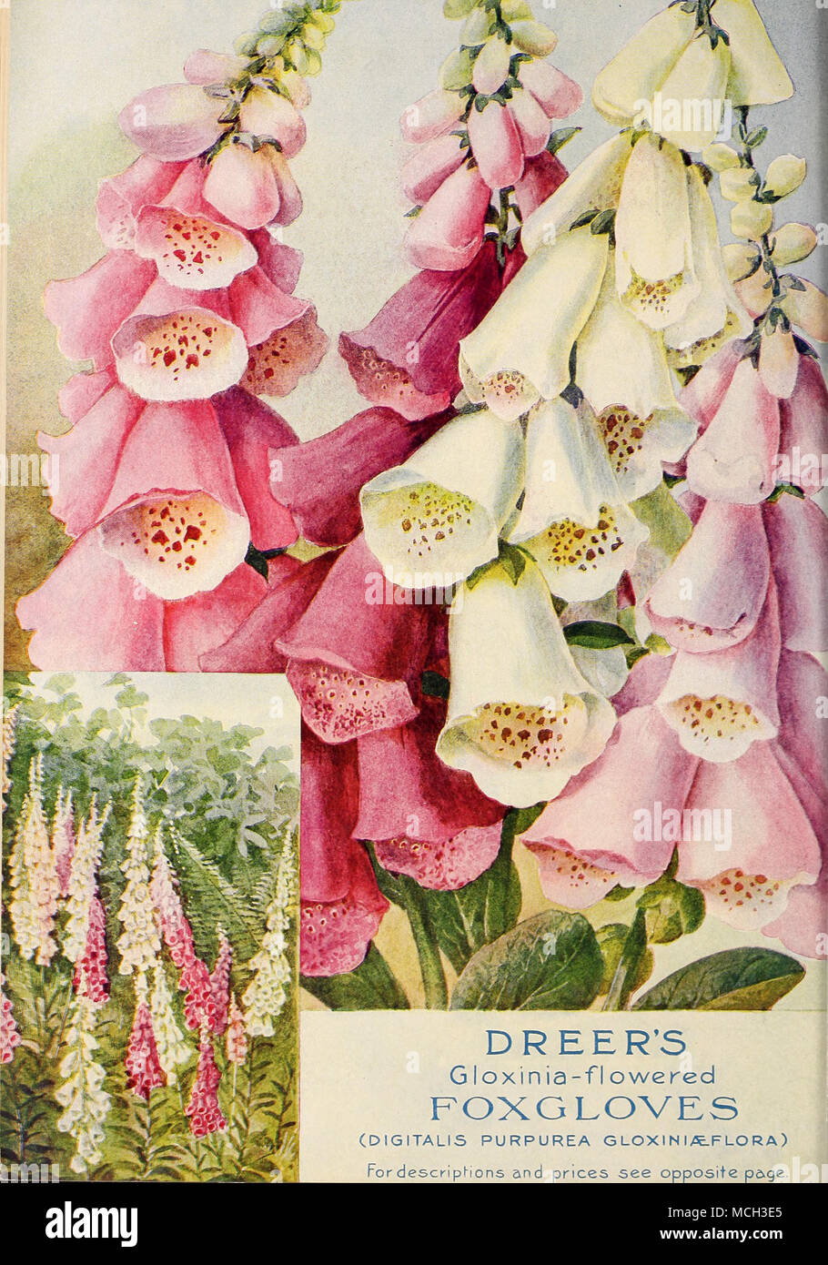 La DREER flor Gloxinia Digital (Digitalis purpurea GLOXIN l/tFLORA) y  precios consulte Fordescriphons enfrente pa^ge Fotografía de stock - Alamy