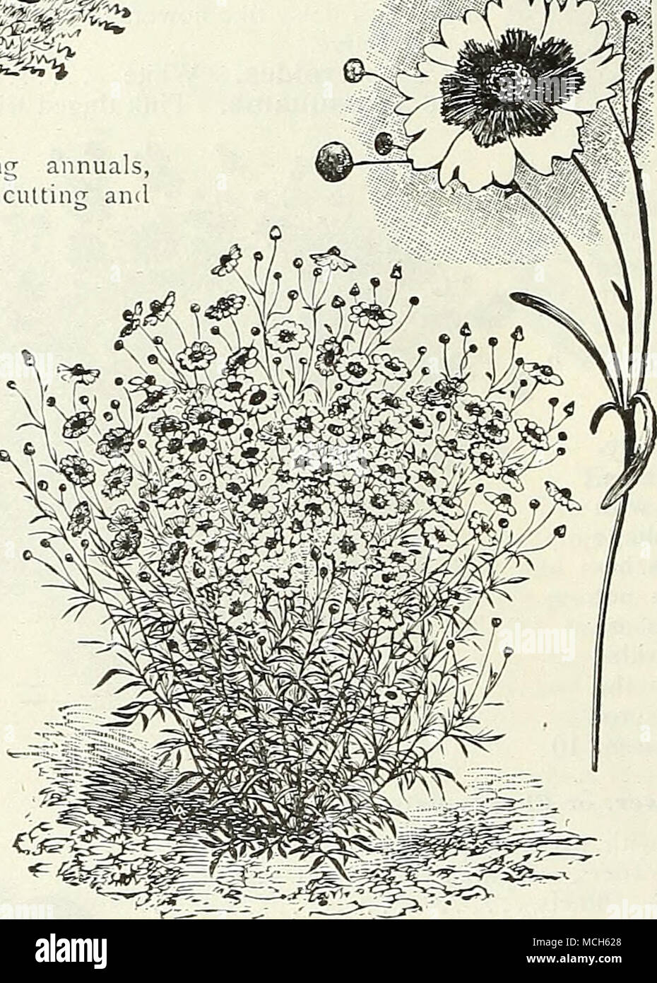 . Calen'dul. Meteor. CAI.I.IOPSIS. Llamativas y hermosas flores libre anuarios, florece durante todo el verano, excelente para cortar un<l mnssiuij. (Ver corte.) por pit. 1701 Coronata. Vistosas flores de color amarillo puro grande; excelente para sus arriates. Por oz., 30 cts, 5 1702 Ola Qoiden {Drummon- DII). Lrge, rico, amarillo-dorado- bajo Flores, con el castaño- centros oscuros, producidos en gran abundancia. Un borde de esta abierta en la luz del sol parece una línea de oro. I'er oz., 25 c 5 1706 Hybrida superba. Vistosas liybrids nuevo, formando las plantas alrededor de 1 pies de alto, cubierto toda la temporada con flores en miniatura, varyin Foto de stock