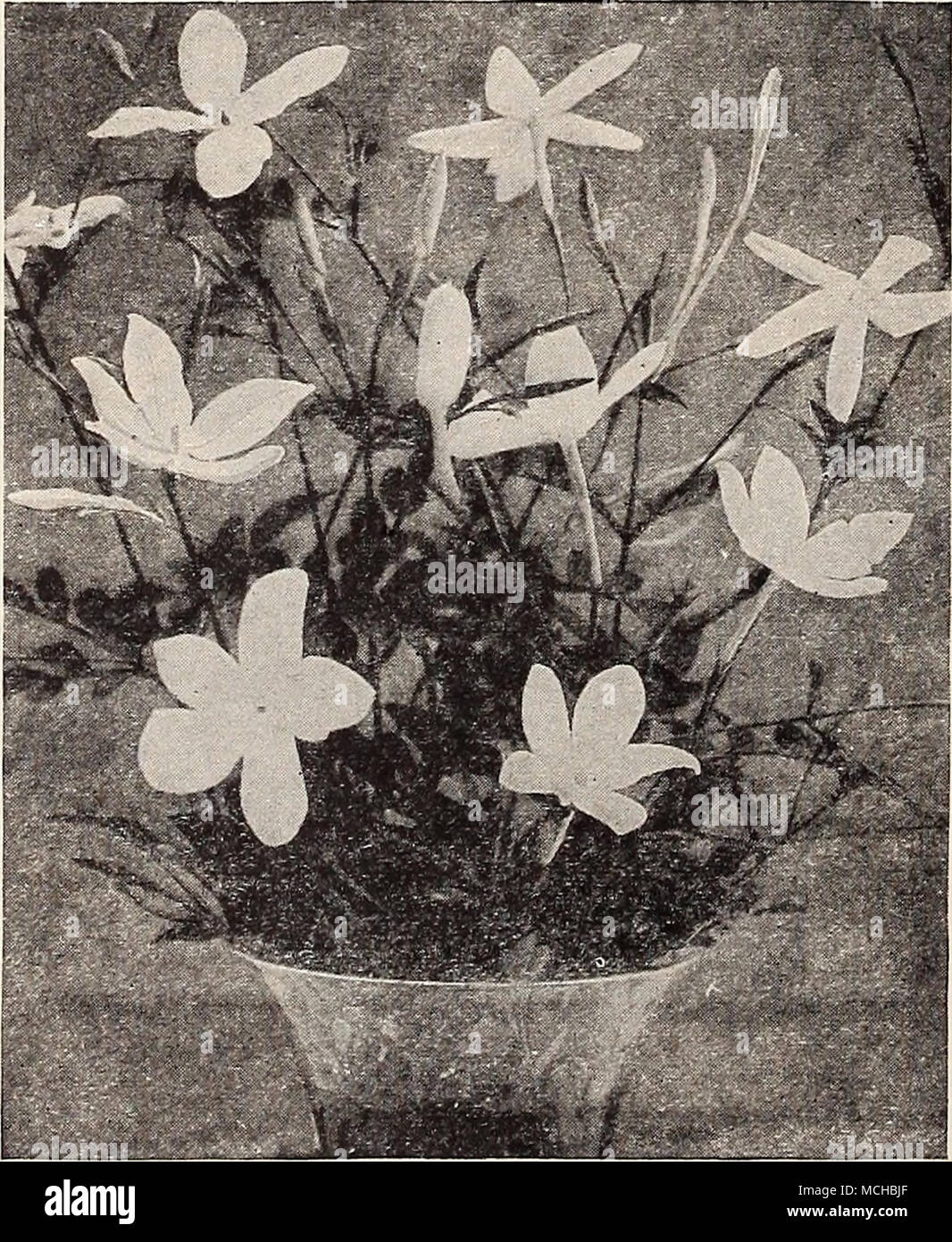 Jasminum Grandiflorum Gerbera Jamesoni (Transvaal o Barberton Daisy)  durante los últimos años esta Daisy desde el Transvaal ha sido ampliamente  destacado por los floristas como flor de corte, especial- mente a