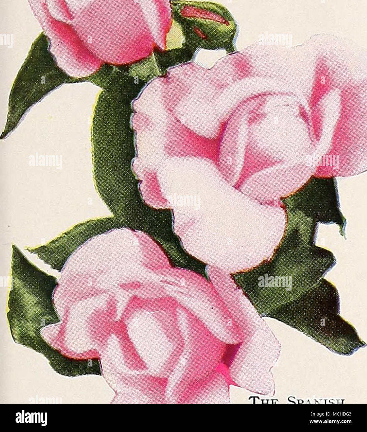 El Dr. W. Van Flota. Una rosa, que debido a su delicado color y forma  exquisita los brotes y las flores, se ha convertido en un gran favorito.  Los cogollos están