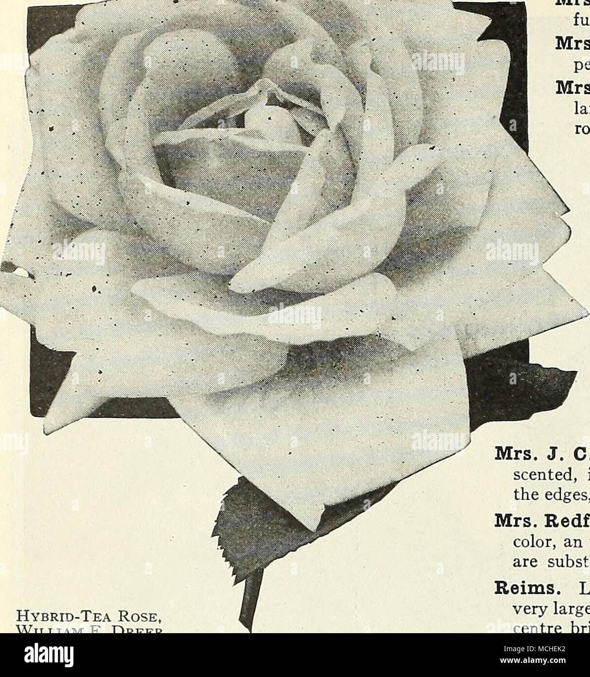 Hybrid Tea Rose William F Christie Miller Dreer La Señora