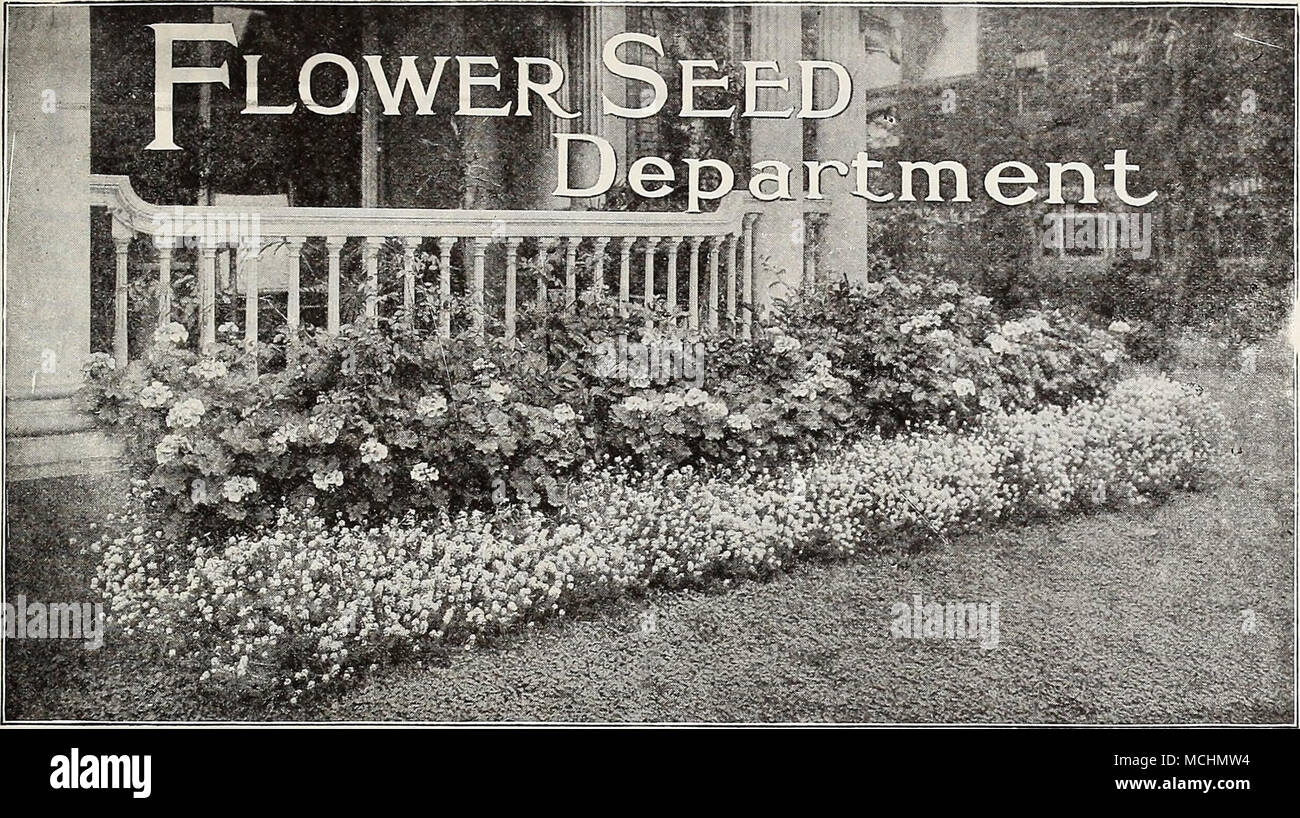 . Un borde de geranios rosados con bordes Sweet Alyssum prestamos especial atención a este departamento, que es probablemente la mayor cantidad y variedad en este país, casi un millar de especies y variedades que se ofrecen. Nuestras semillas de flores tienen una reputación mundial, y crecemos y ahorrar en nuestros propios jardines en Riverton más variedades que cualquier otro ciudadano Americano Seedsman. Nuestro objetivo permanente es garantizar las mejores cepas de conseguir, y no escatimará dolores o gasto con este objeto en vista. Nuestras cepas de girasoles, claveles, Petunia, verbena, Zinnia, etc., son cultivados por el jardín privado líder Foto de stock