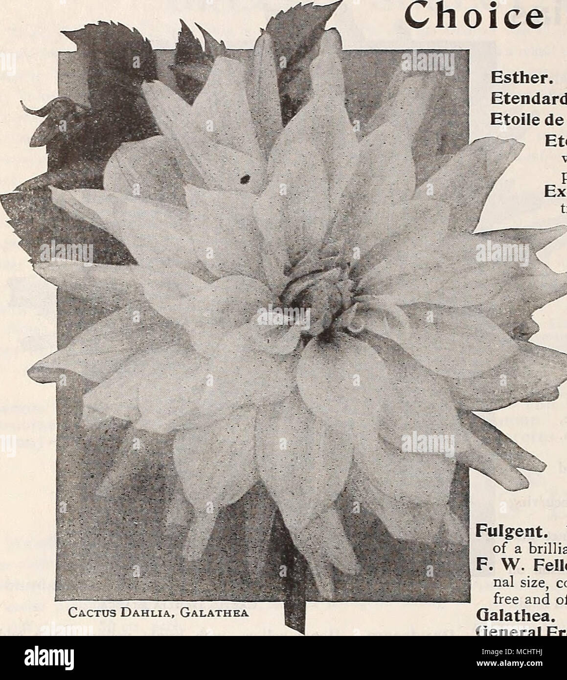 Dalia Cactus, Galathea una luz 50 cts. Qlueckskind. Una de las muchas  variedades de floración libre delicada rosa suave con salmón matizacion;  para el corte fino cts. cada uno. Corona de
